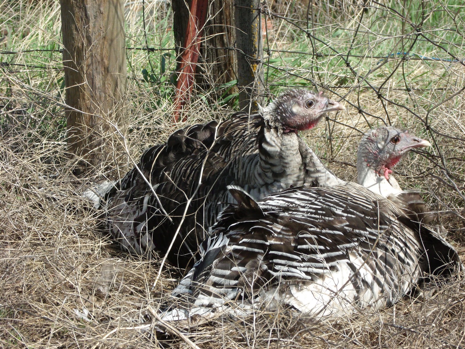 The Back Porch View The Mystery of the Missing Turkey