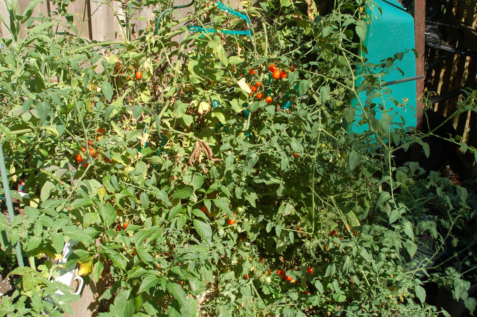 What the Hell Happened to My Tomatoes? Jelly Bean Tomatoes