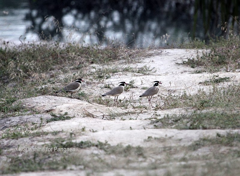 Black-headed Plover or Black-headed Lapwing (Vanellus tectus) Black-headed Plover in Gambia