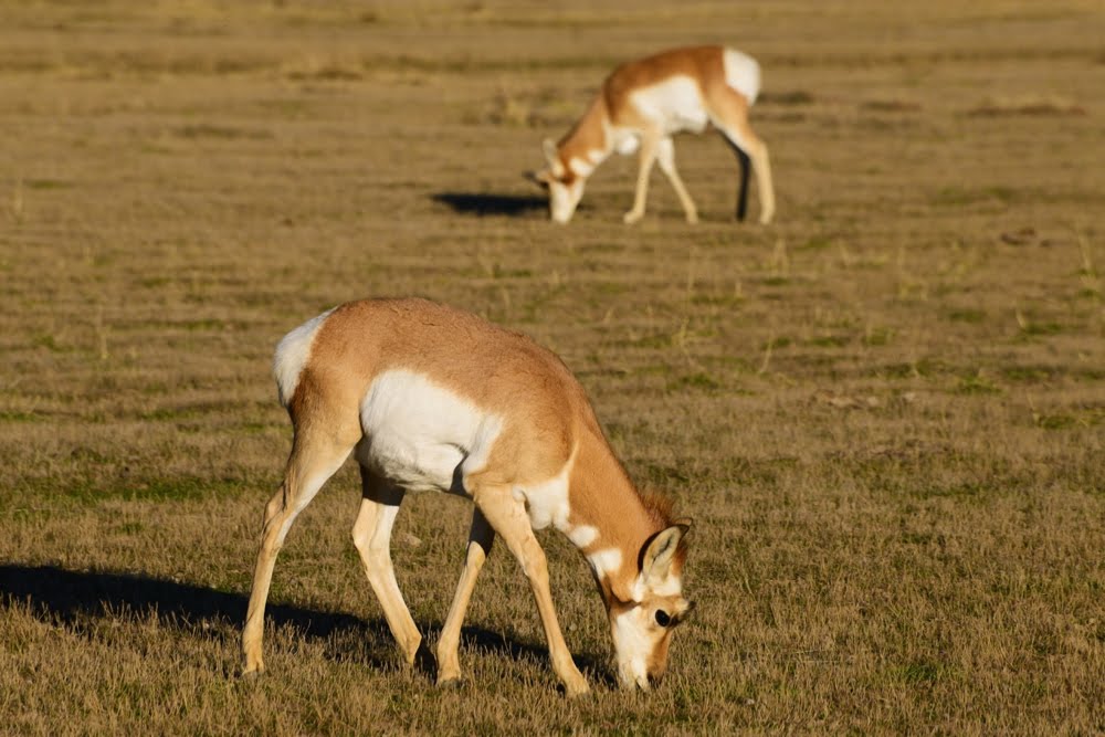 Pronghorn_1443