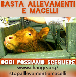 Carne coltivata. Firma la petizione STOP allevamenti e macelli.TASSATIVO metodo SENZA SOFFERENZA