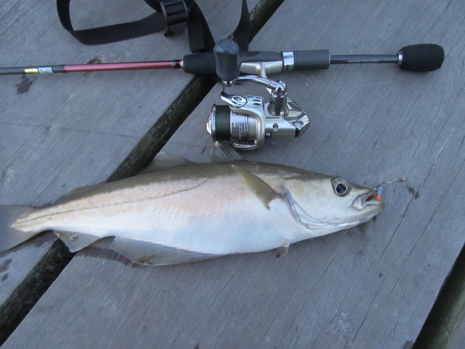 Saltwater Lure and Fly Fishing Diary Lrf pier session