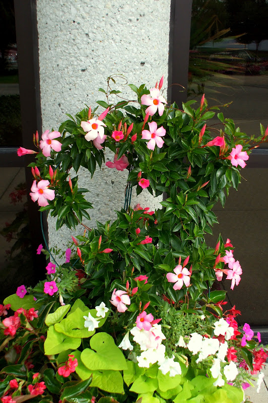 A Rose in the Garden Overwintering the Mandevilla Vines
