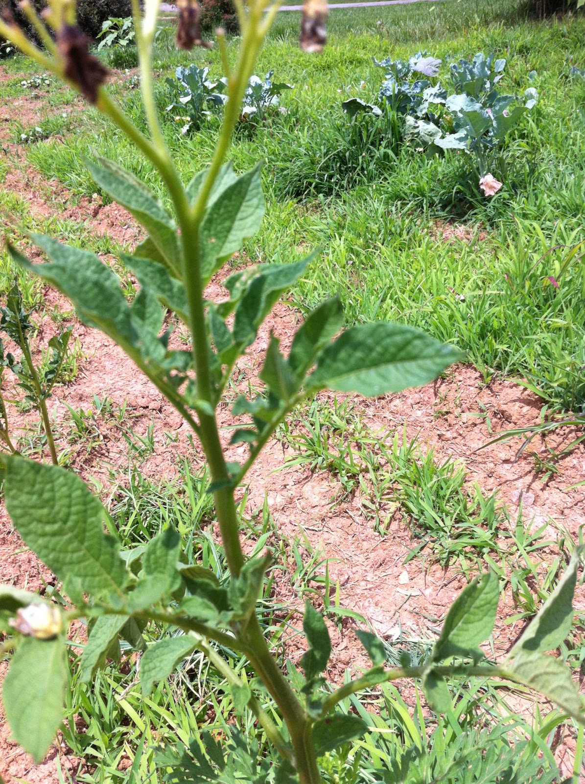 Tatum's Farm Potato Yukon Gold Care