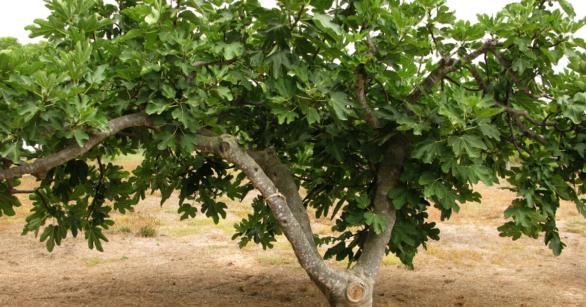 La Higuera Muy Frondosa Y Llena De Hojas Pero Sin Fruto Es Imagen De Nuestra Propia Vida Y Los Frutos Que No Damos La Semilla De Cada Dia