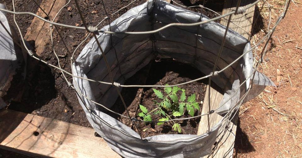 Dusty River Gardens Tomato wind protection