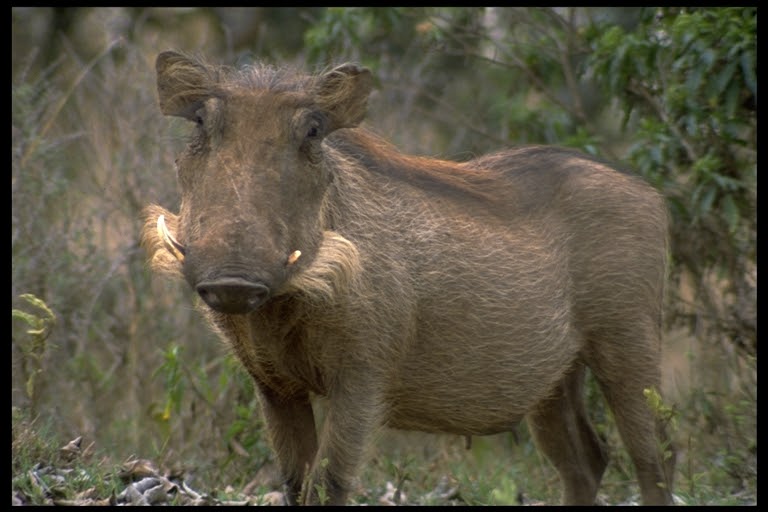 Warthog