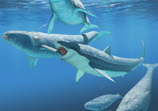 Megalodon Shark Sightings