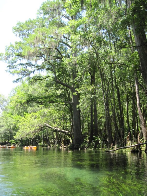 Til the Last Hemlock Dies Down the Amazing Ichetucknee River