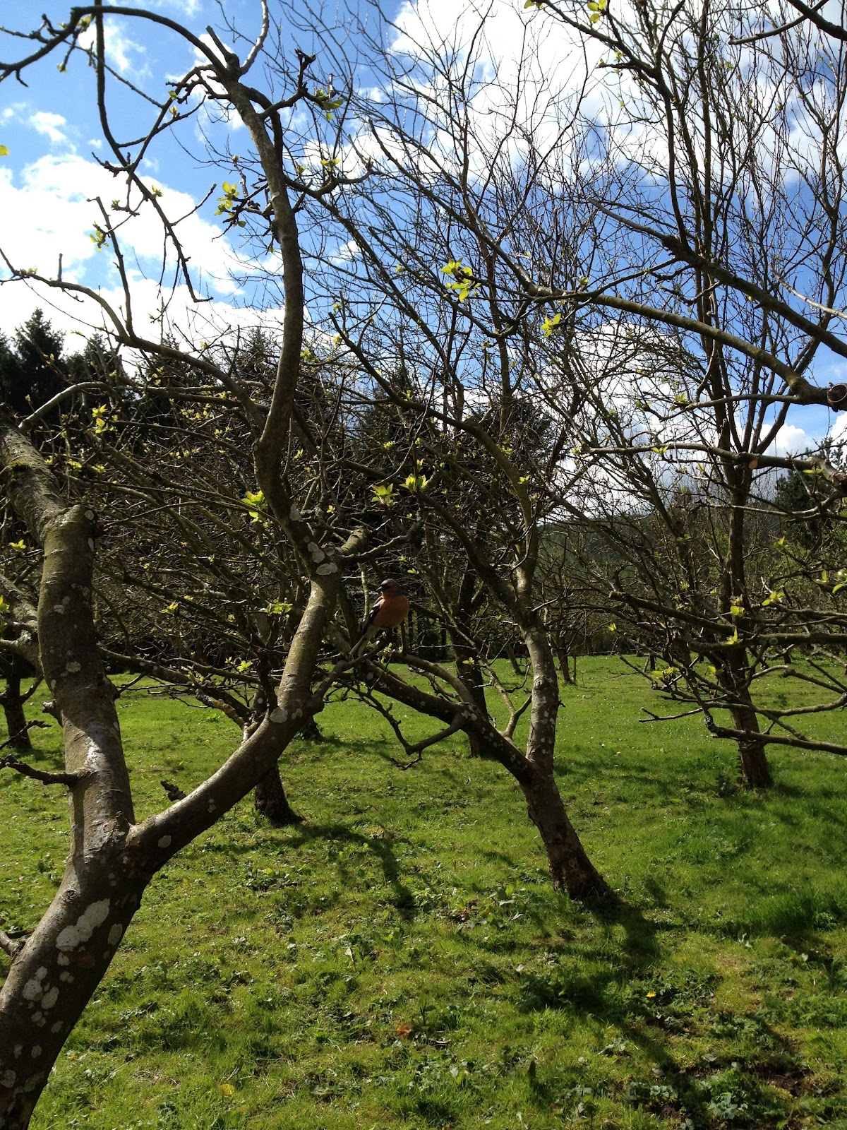 Made From Fife Pillars of Hercules, Falkland