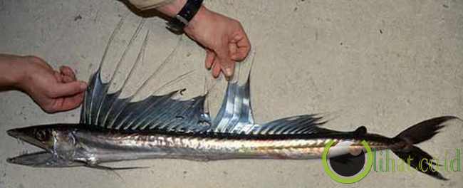 Lancetfish Lancetfish