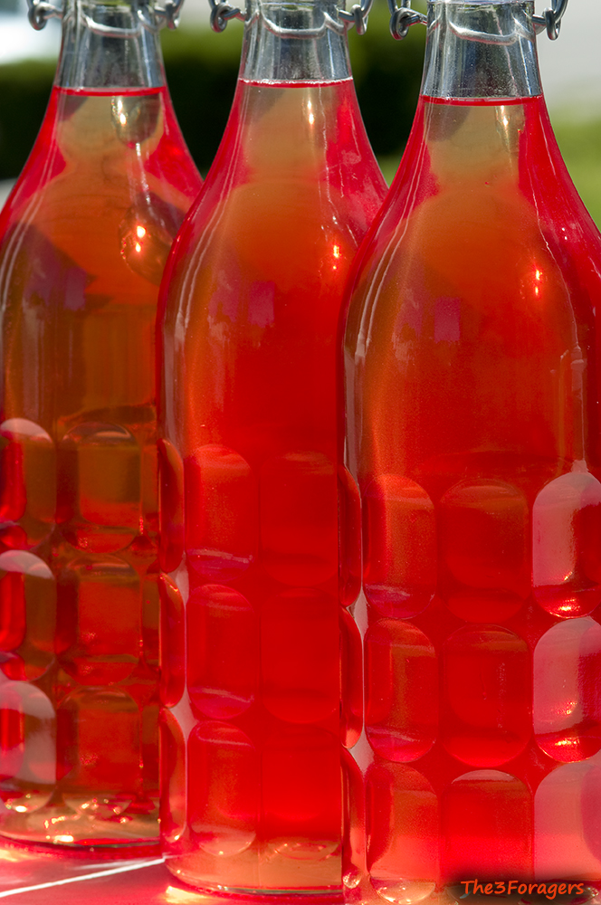 The 3 Foragers Foraging for Wild, Natural, Organic Food Rose Petal