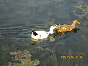 A pair of ducks on the Dal Lake.