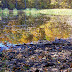 Leaves and Water Kettle Moraine State Forest