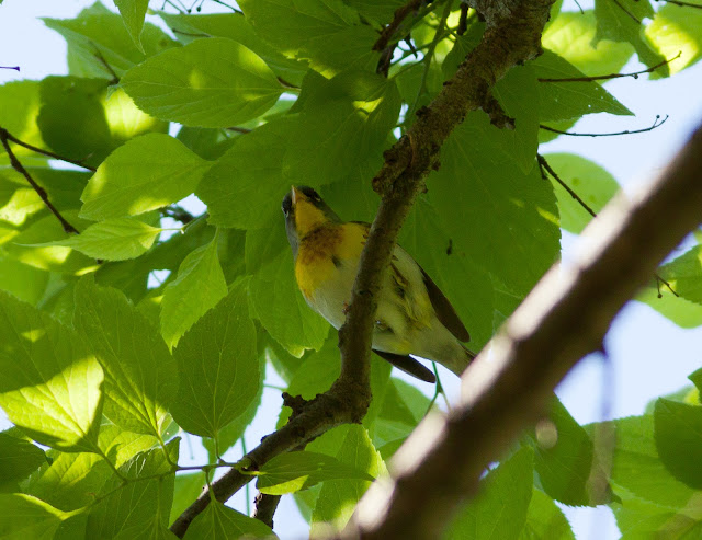 Northern Parula - Central Park, New York