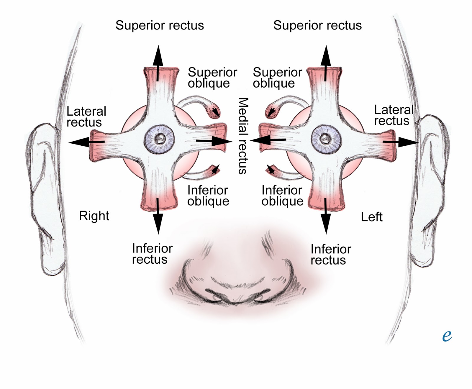 extraocular muscles of eye ppt