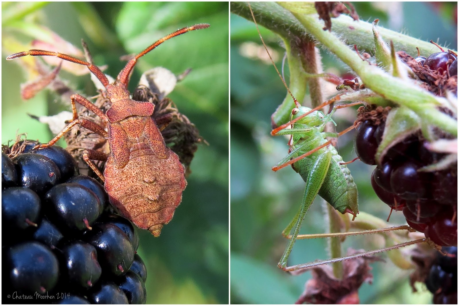 Chateau Moorhen Fruit frenzy but going quieter on the bug front