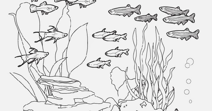Fish tank coloring pages | Free Coloring Pages and Coloring Books for Kids