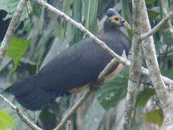 dumoga bone national park