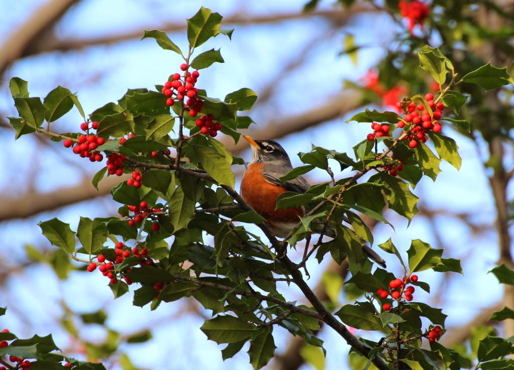 Listening in Nature Caroling Robins of December