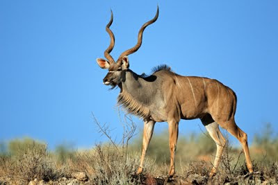 Antílope Kudu Tragelaphus Strepsiceros en el desierto de Kalahari, Sudáfrica (Animales Hermosos)