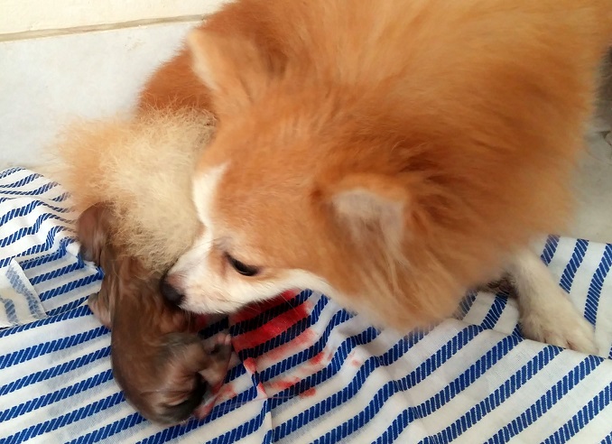 Proses Kelahiran Anak Anjing Pomeranian Probistech