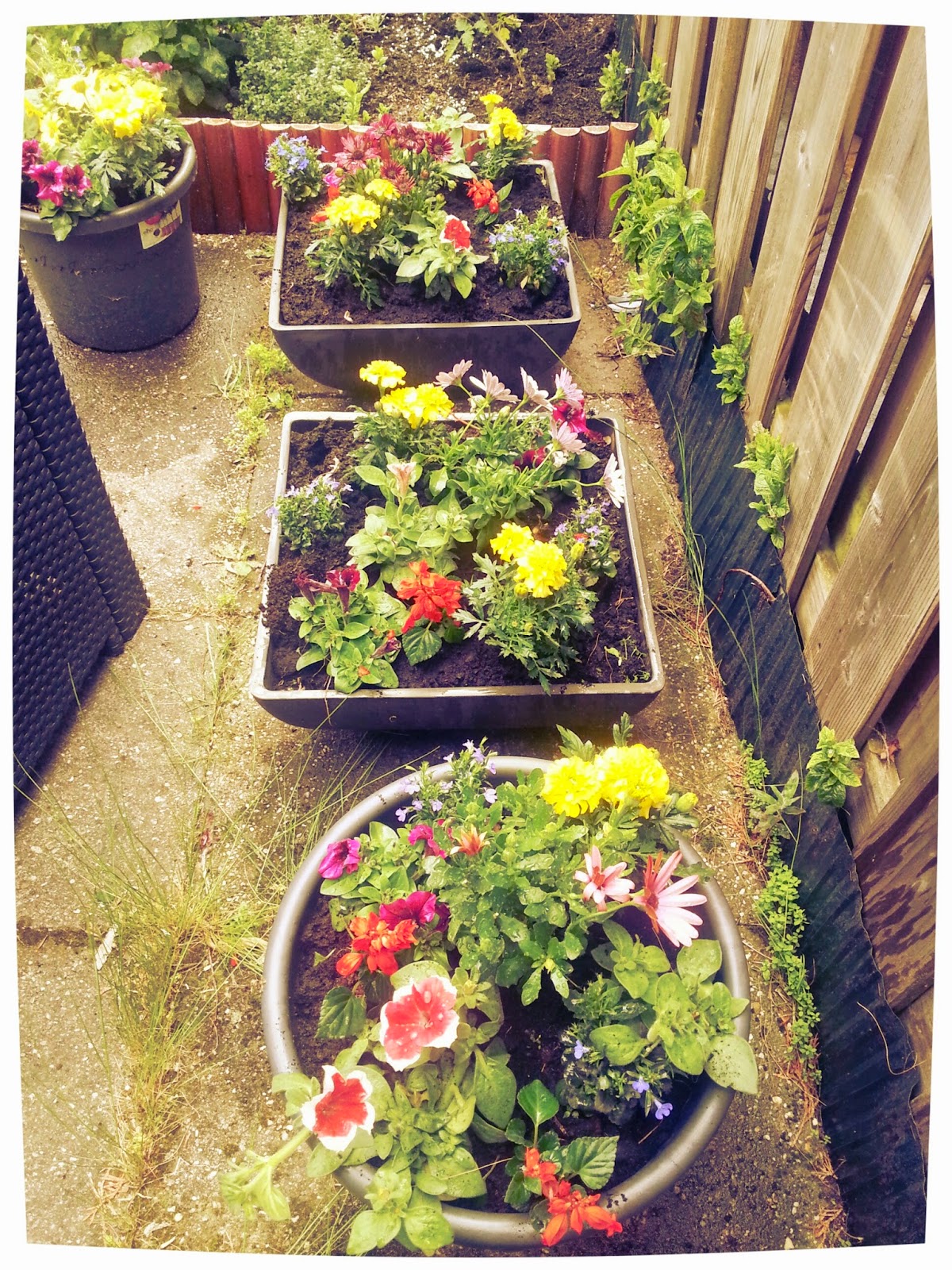 makes me feel good: Was im Garten so wächst