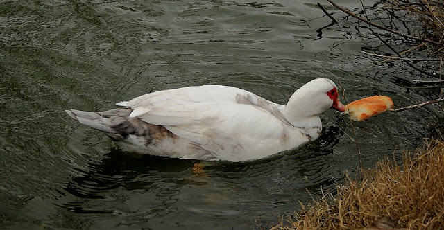  white duck