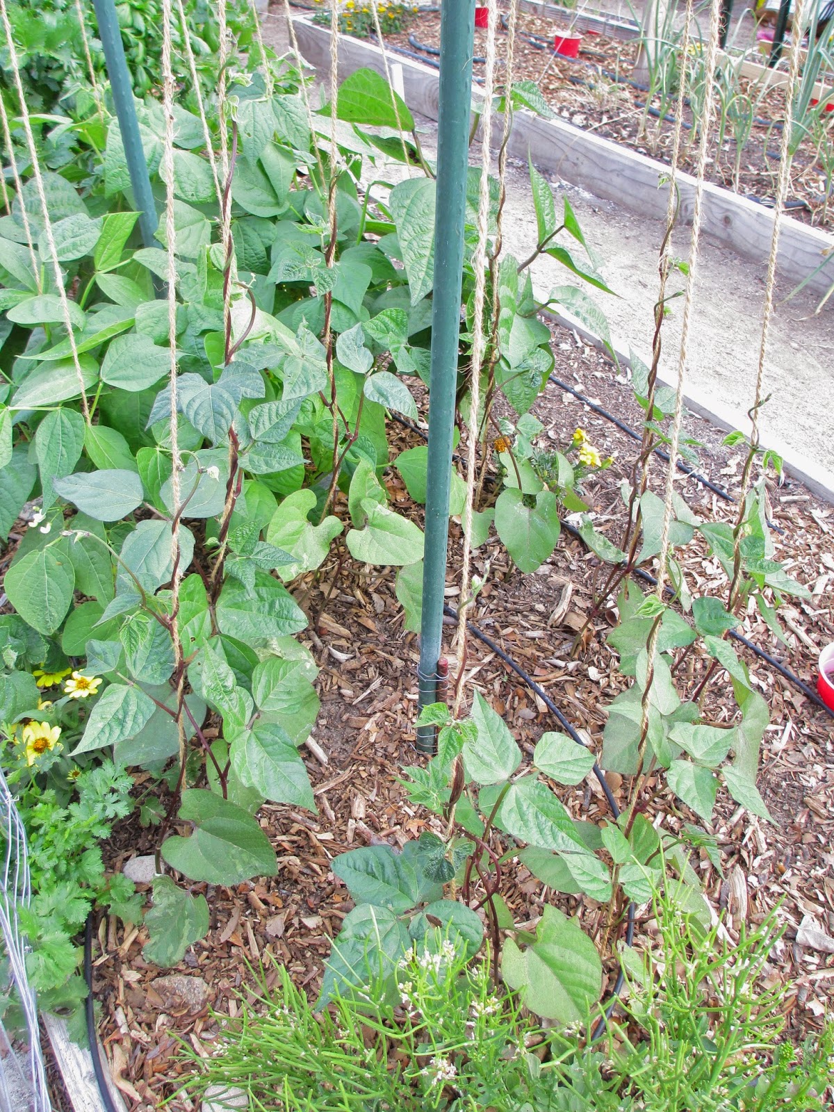 Andie's Way Trellis Ideas for Tomatoes, Cucumbers, Beans, Peas, Melons