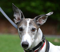 Southeastern Greyhound Adoption