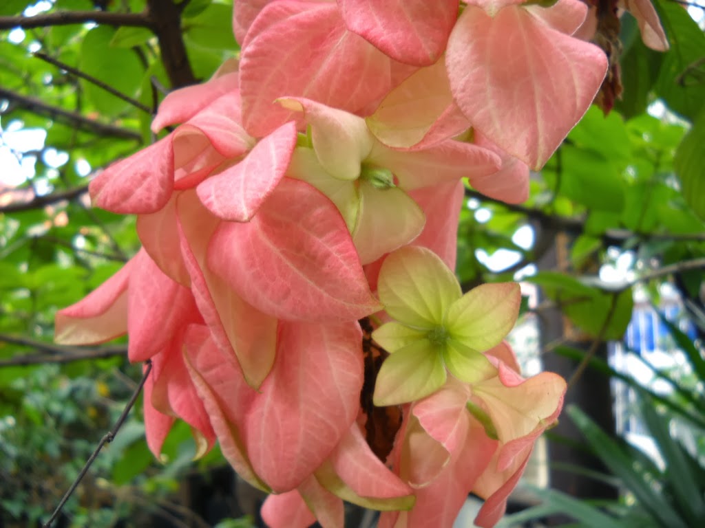 Koleksi Tanaman Hias: Bunga Nusa Indah (Mussaenda pubescens)