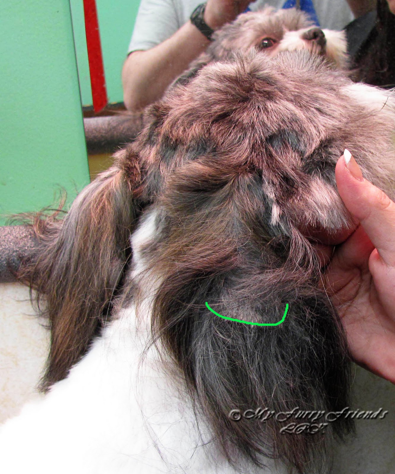 Pet Grooming The Good, The Bad, & The Furry Tuesday's Tip 18 Saving