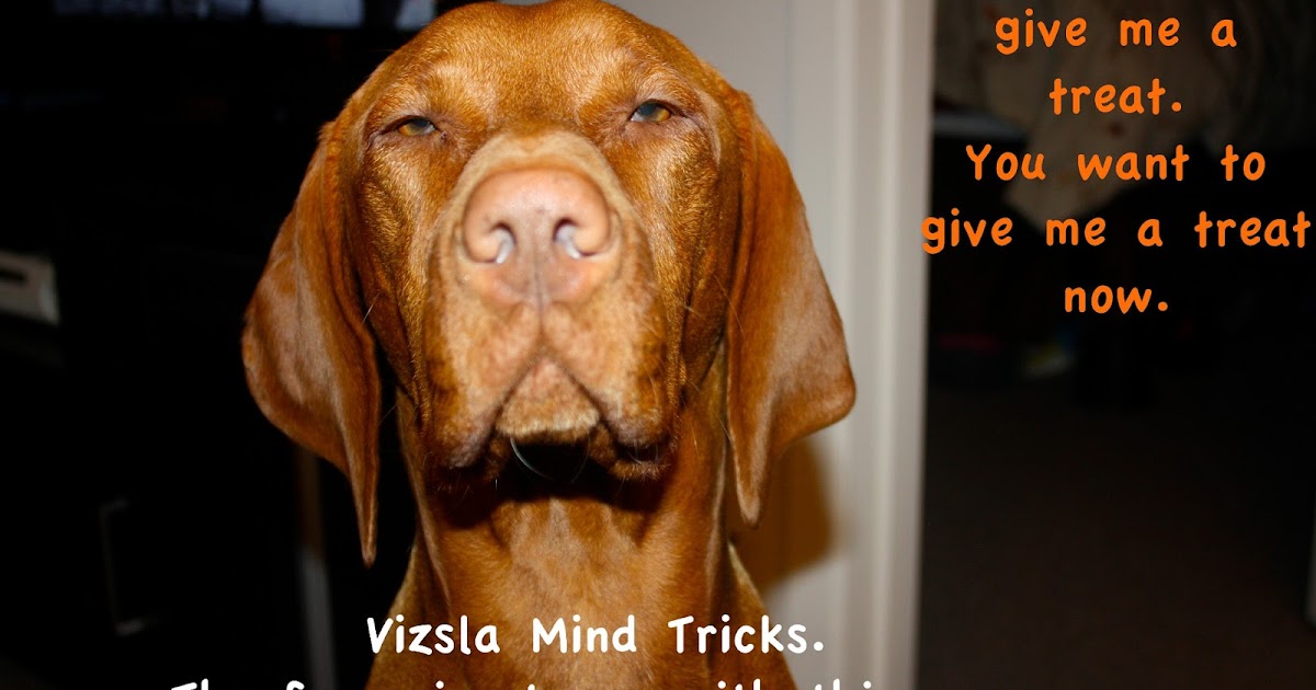 It's A Vizsla Thing Vizsla Mind Tricks