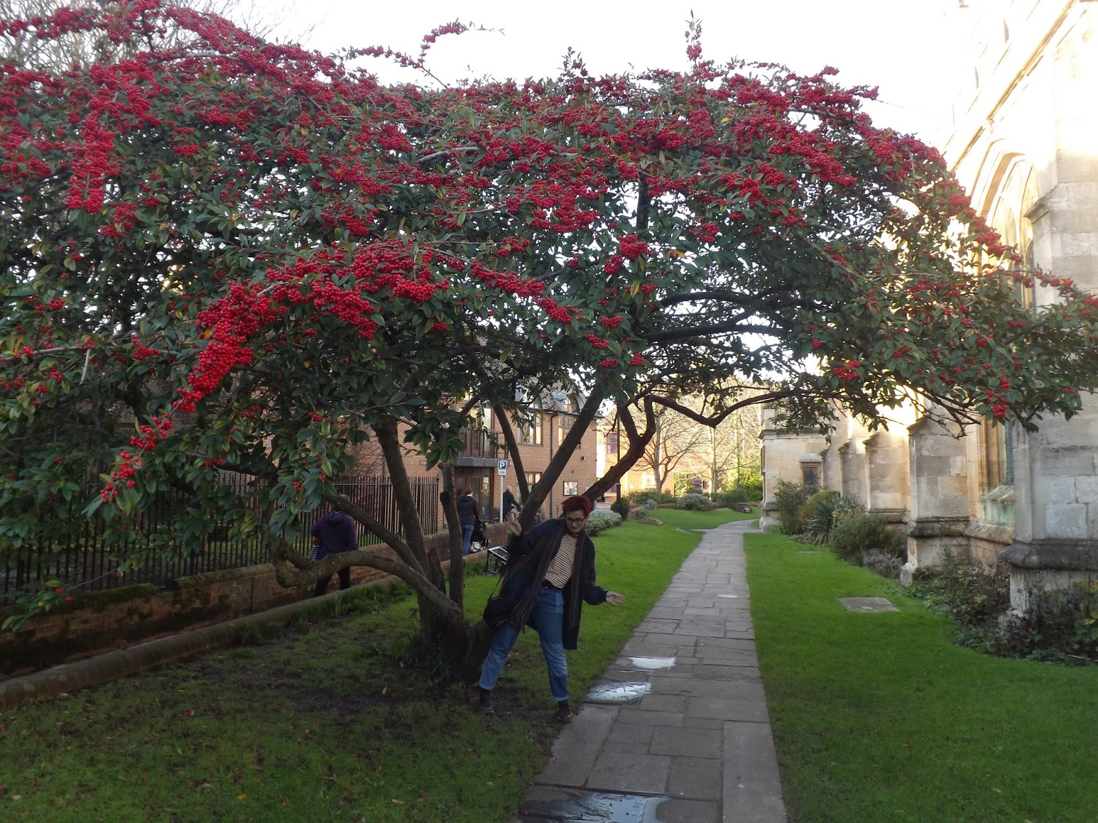 Beechwood Landscape Architecture And Construction Cotoneaster