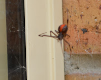 The outside corner of the kitchen window and windowsill. A redback spider is perched in a web in this corner displaying the bright red band on its abdomen.