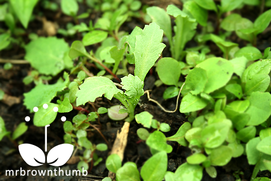 Transplanting Poppy Seedlings Mrbrownthumb Transplanting Poppy Seedlings