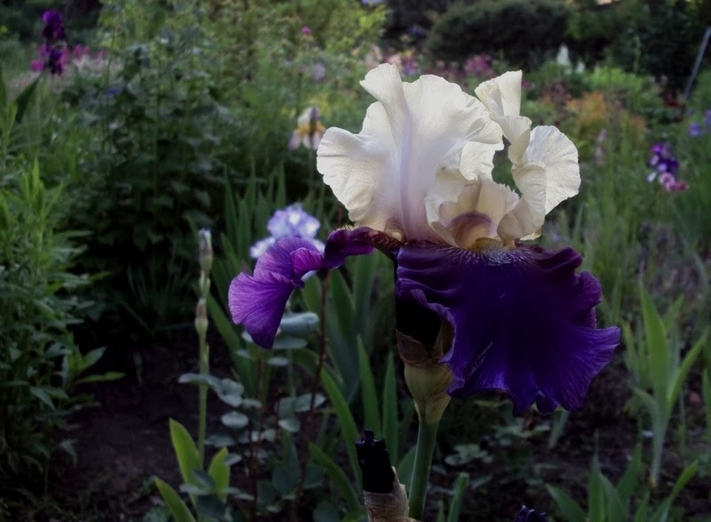 Blog w zasadzie ogrodowy 'Boysenberry Buttercup' irys TB z tych