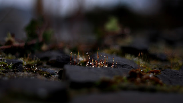 One Glorious Morning Annie, Japaud Nature Photography, macros, moss, fantastic light, nature