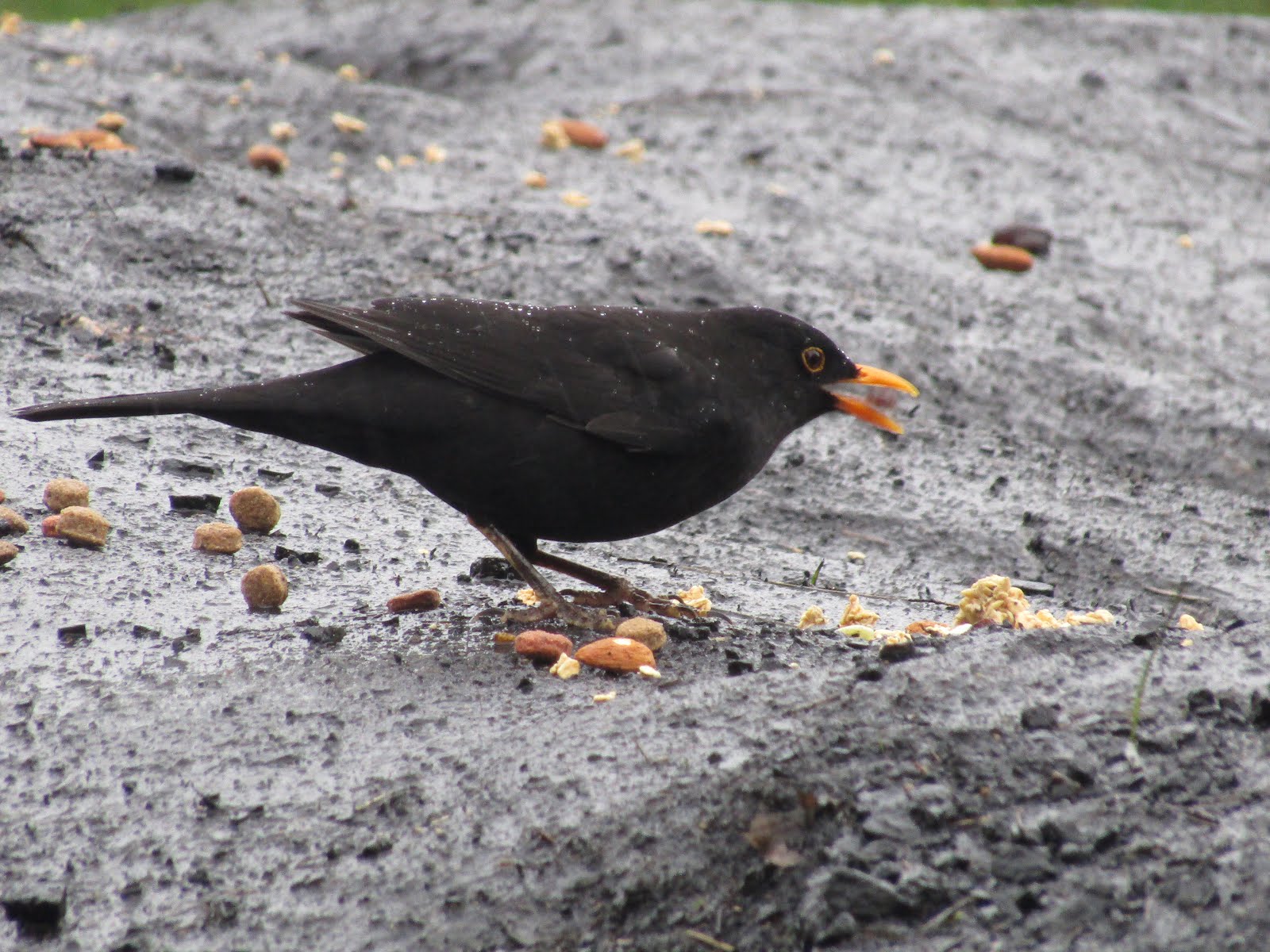 Blackbird