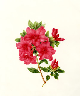 flowers for flower lovers.: flowers drawing.