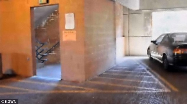 Thai Panda Kitten Found Trapped In Glue Along Parking Garage S