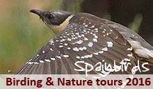 Birding & Nature Tours