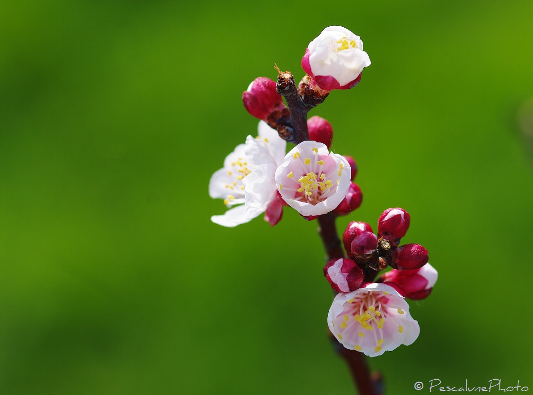 (Prunus armeniaca),