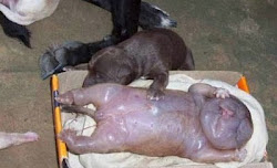 FIM DE MUNDO CACHORRA DEU CRIA  DE FETO HUMANO EM SERGIPE