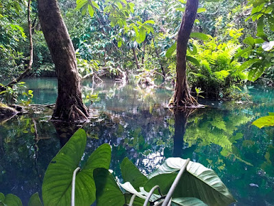 mangrove