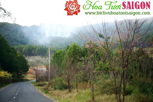 [Image: Hoa-mai-anh-dao-khoe-sac-o-cung-duong-deo-Da-Lat-6.jpg]