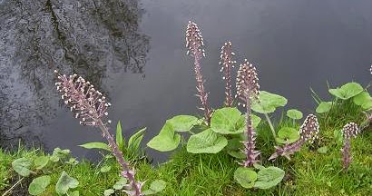 PETASITE-PHYTOTHERAPIE-HOMEOPATHIE-MEDECINE NATURELLE PETASITE-PHYTOTHERAPIE-HOMEOPATHIE-MEDECINE NATURELLE