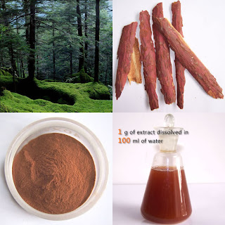 Pine Bark Pine Bark