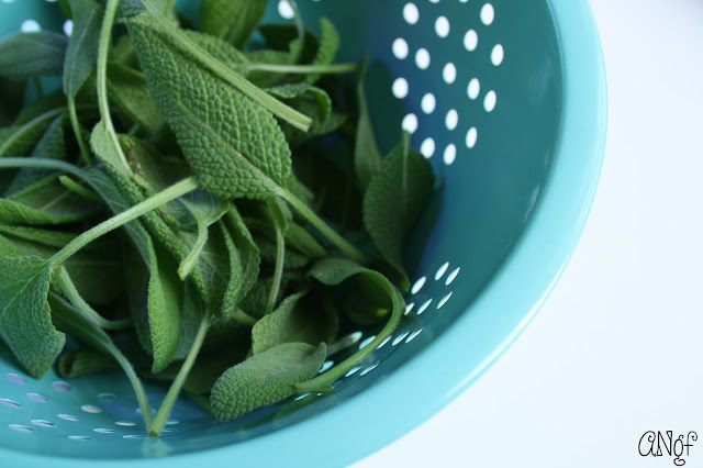 Fresh sage leaves grown in a hydroponic smart garden | Anyonita-nibbles.co.uk