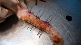 elongacion osea leishmaniosis